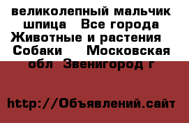 великолепный мальчик шпица - Все города Животные и растения » Собаки   . Московская обл.,Звенигород г.